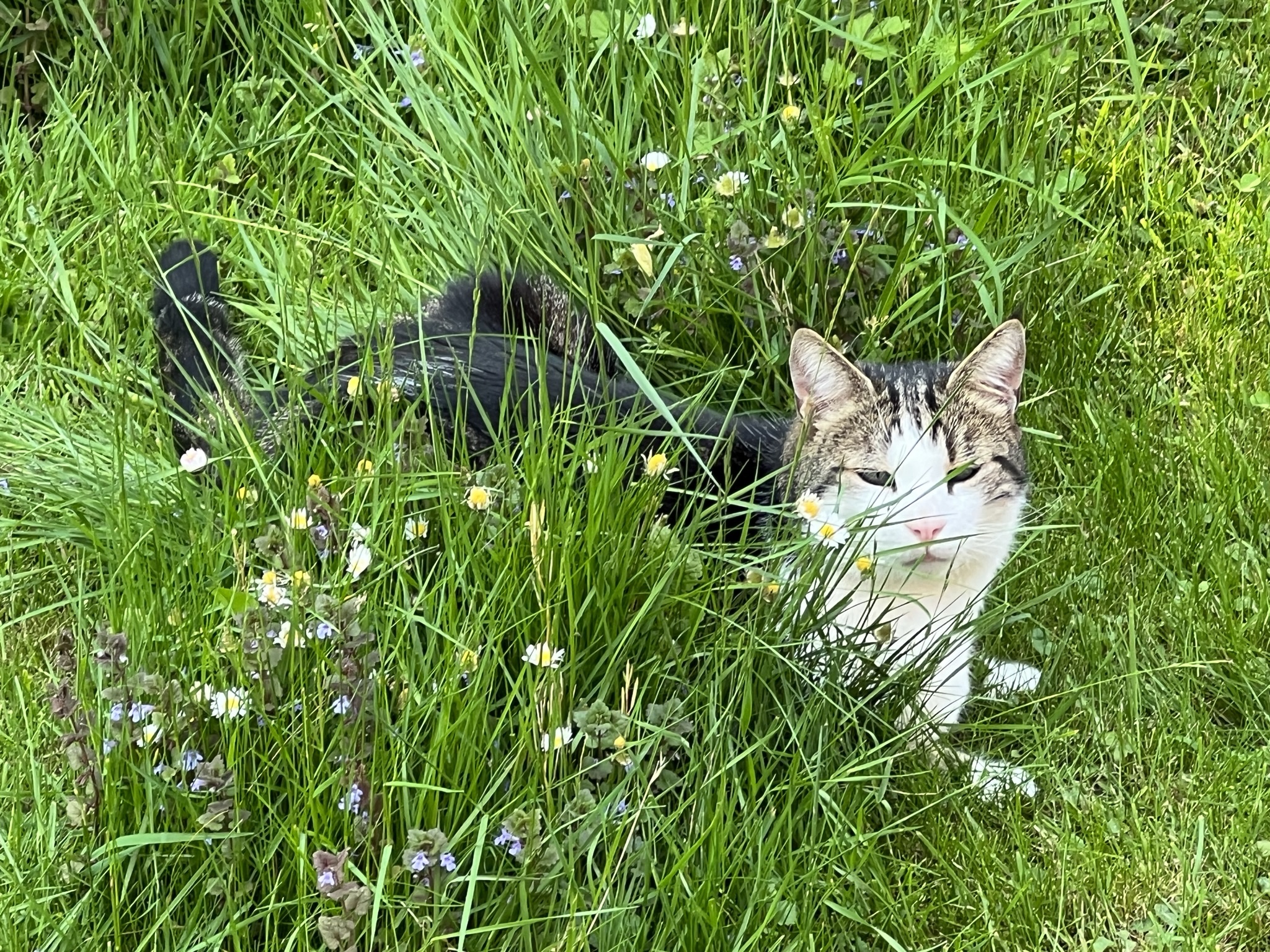 Le Chat Botté – click to enlarge the panorama picture