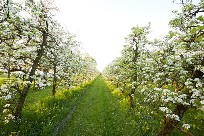 Oepfelfarm – click to enlarge the panorama picture
