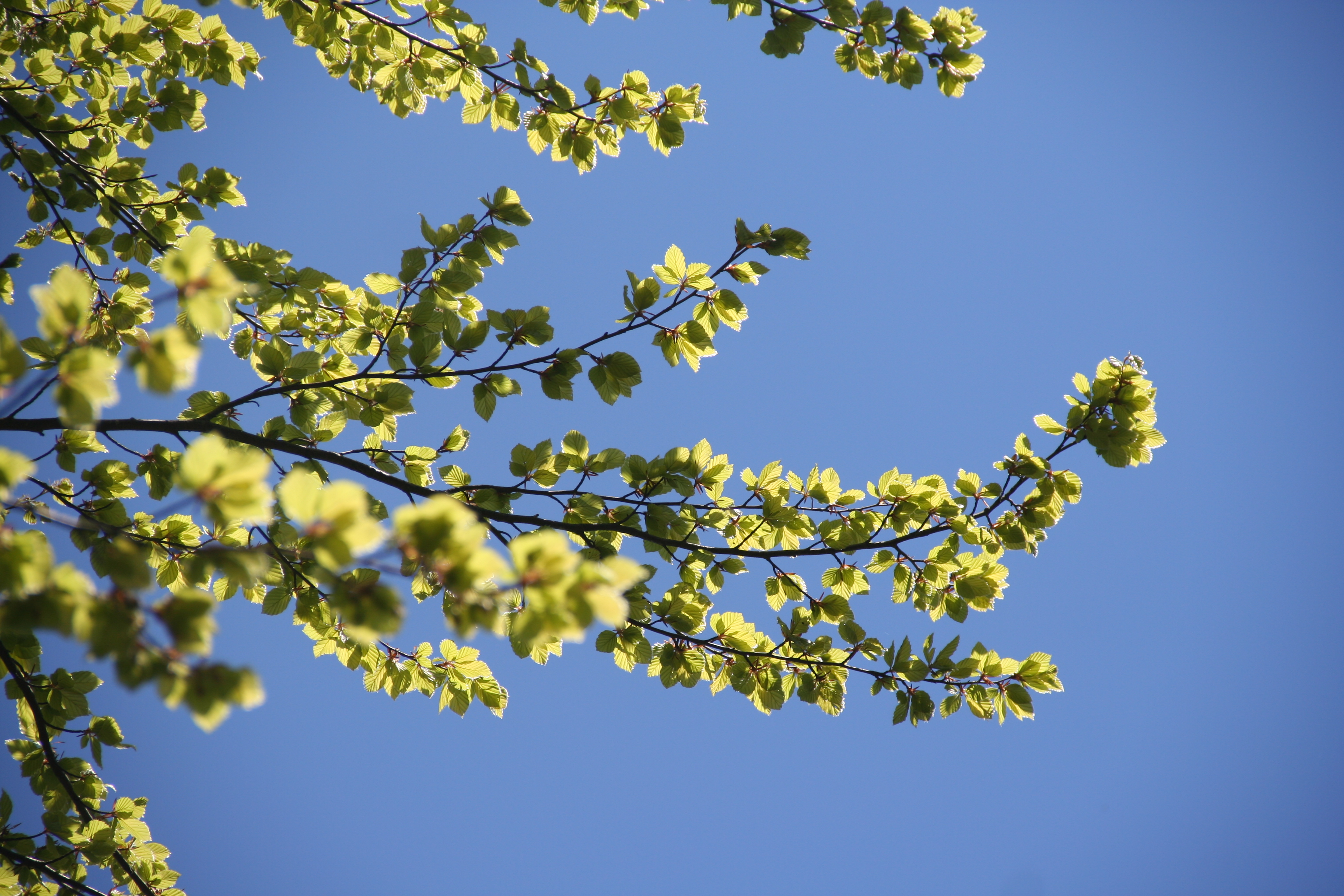 Praxis für Atem- und Körpertherapie, Manuela Tobler, dipl. Atemtherapeutin, Komplementärtherapeutin