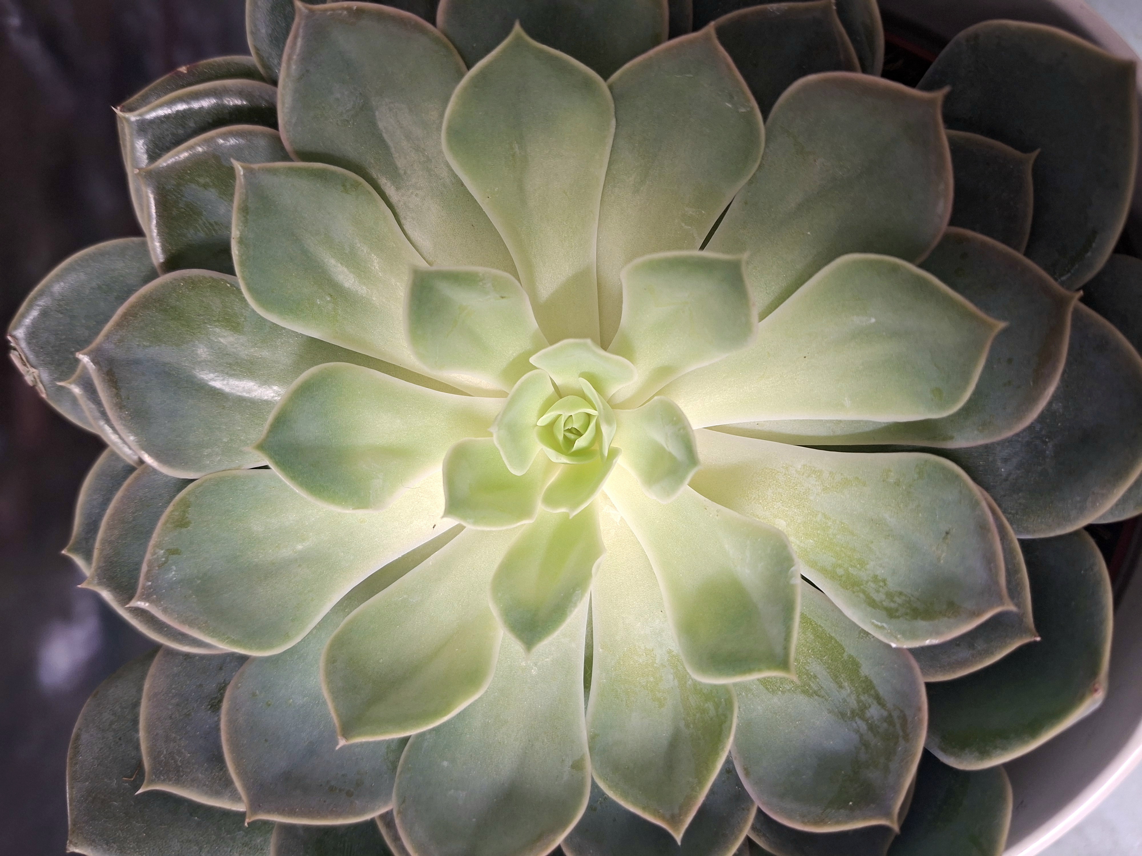 Nava Therapeutica di Alice Caprara