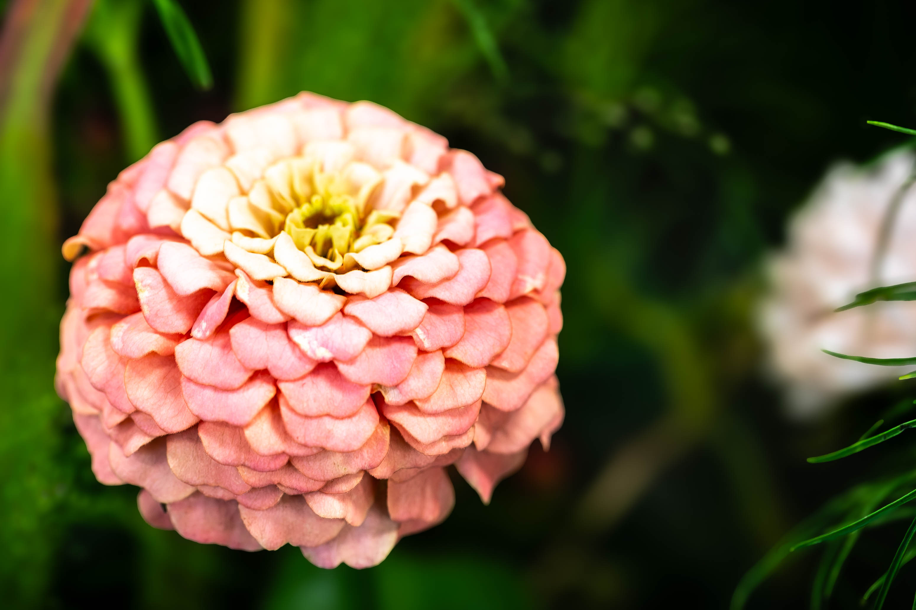 Toscanini GmbH, Blumen & Ambiente