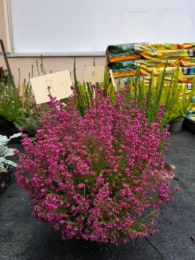 Au Jardin Blumen GmbH