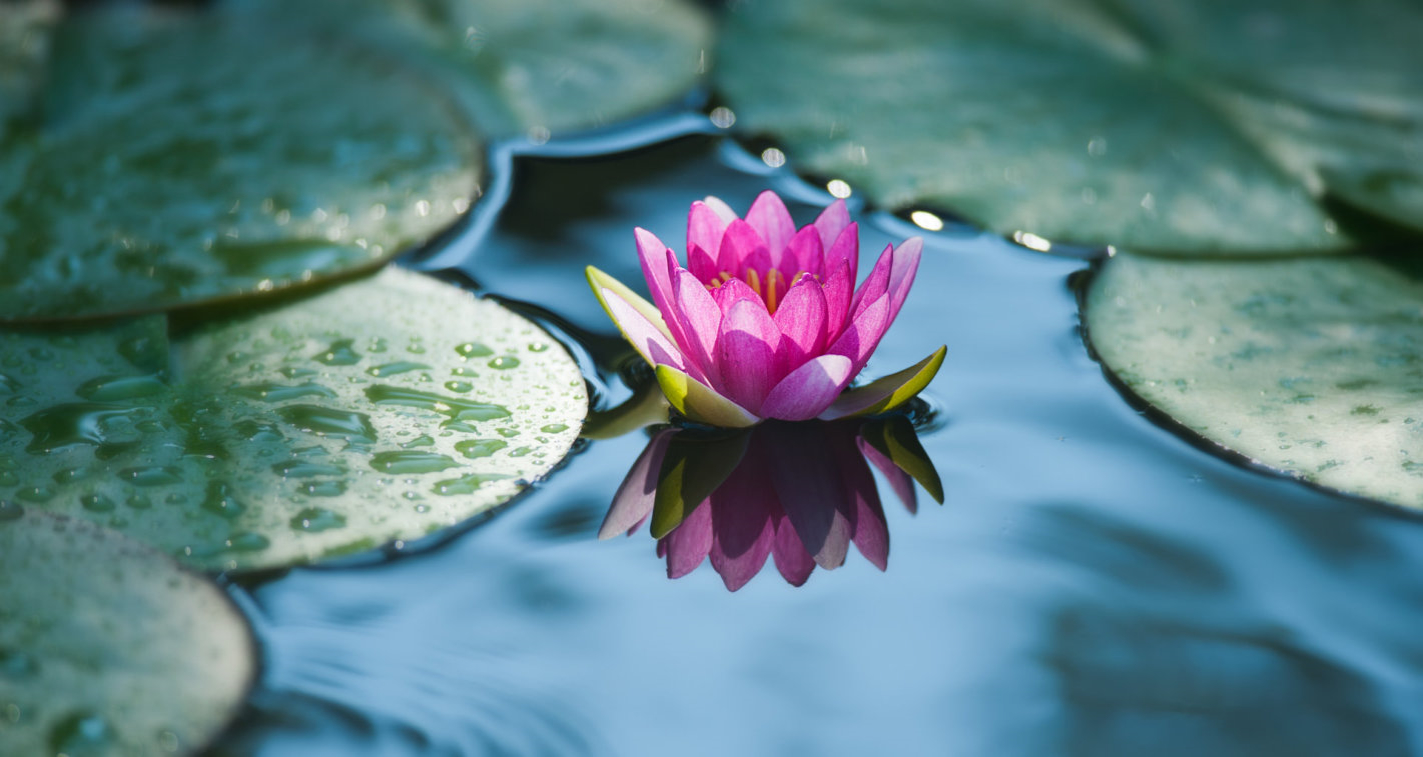 Shiatsu - Sonnleitner Marion