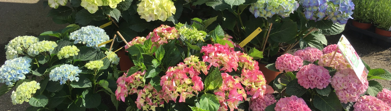 Bärtschi Blumen Pflanzen Floristik