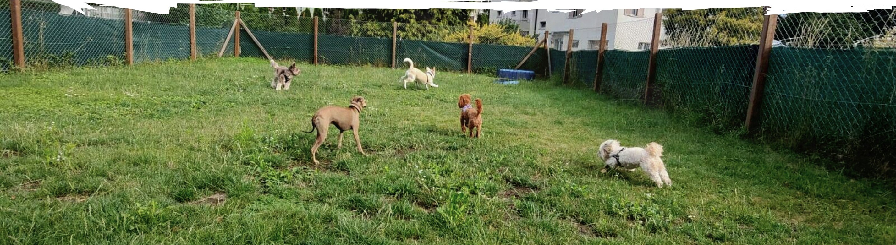 Steffi's Hundehort - Klicken, um das Panorama Bild vergrössert darzustellen