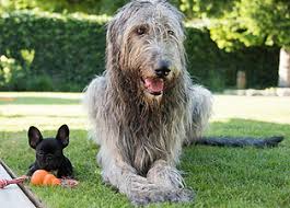Odins Hundeschule