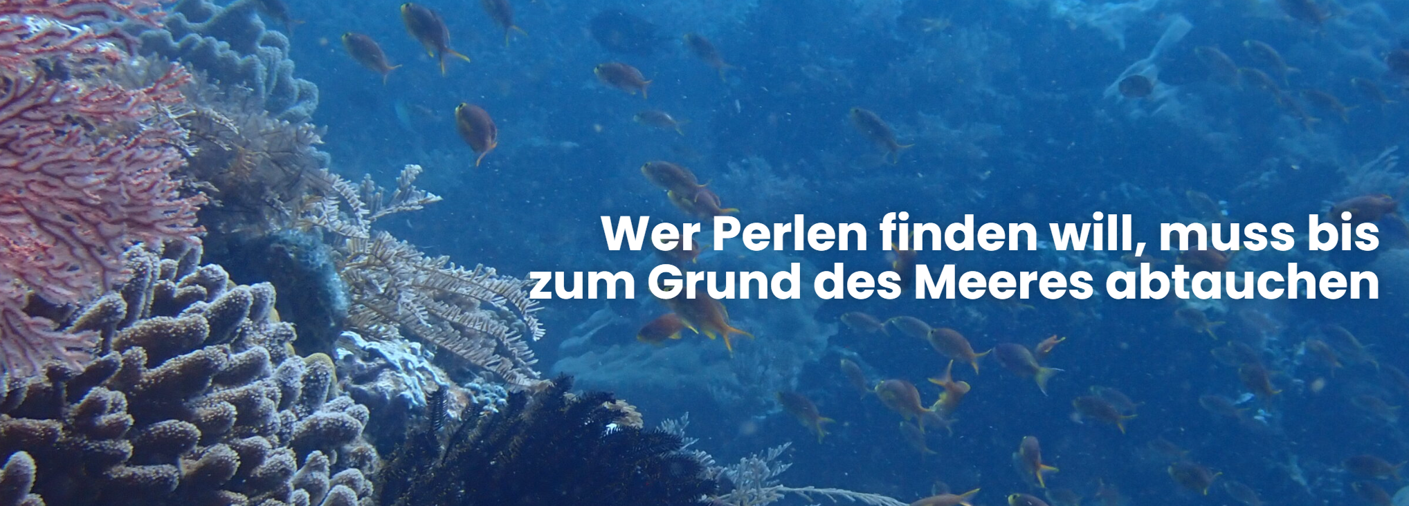Supervision & Coaching Seraina Bracher
