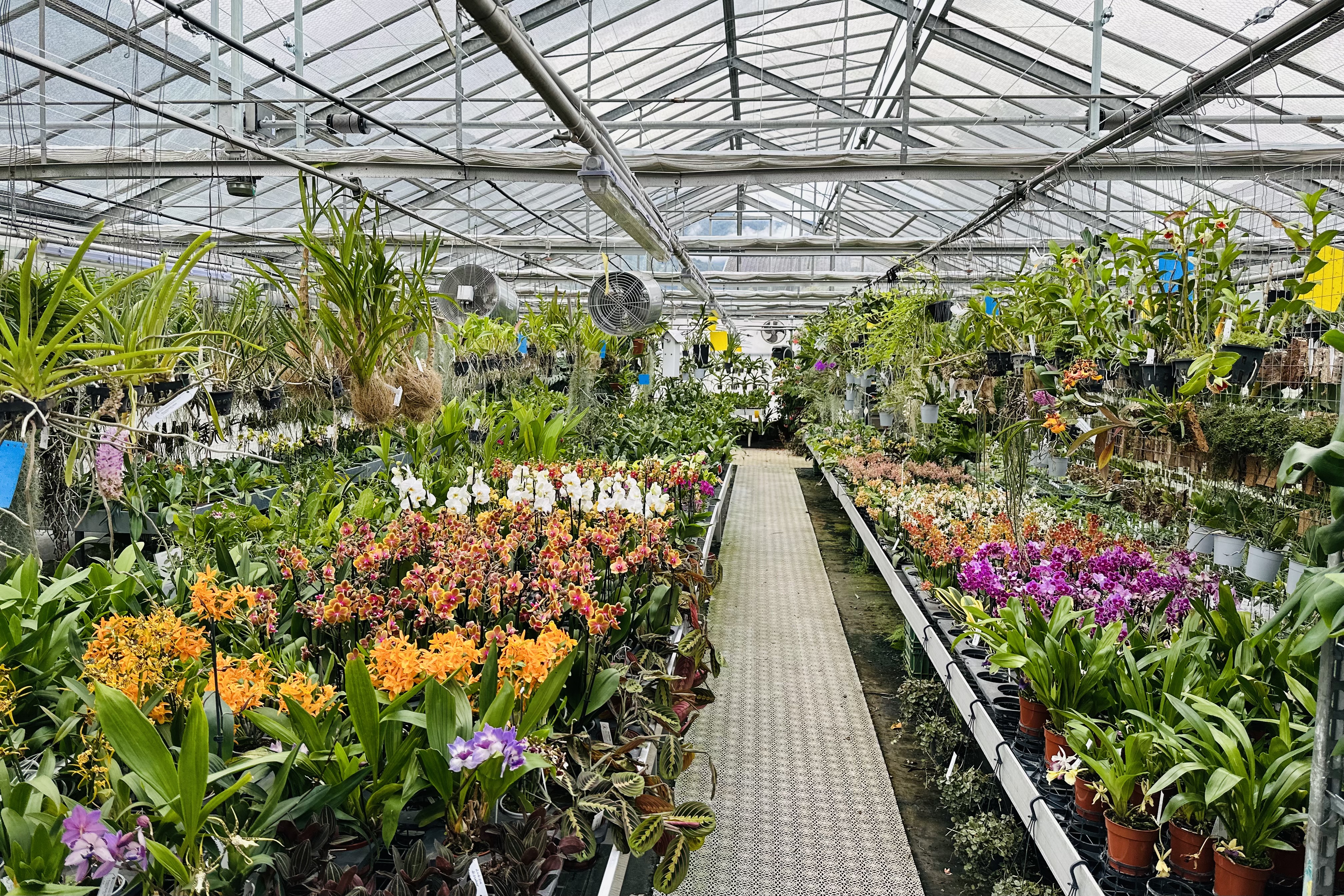 Orchidable di Andrea Martina