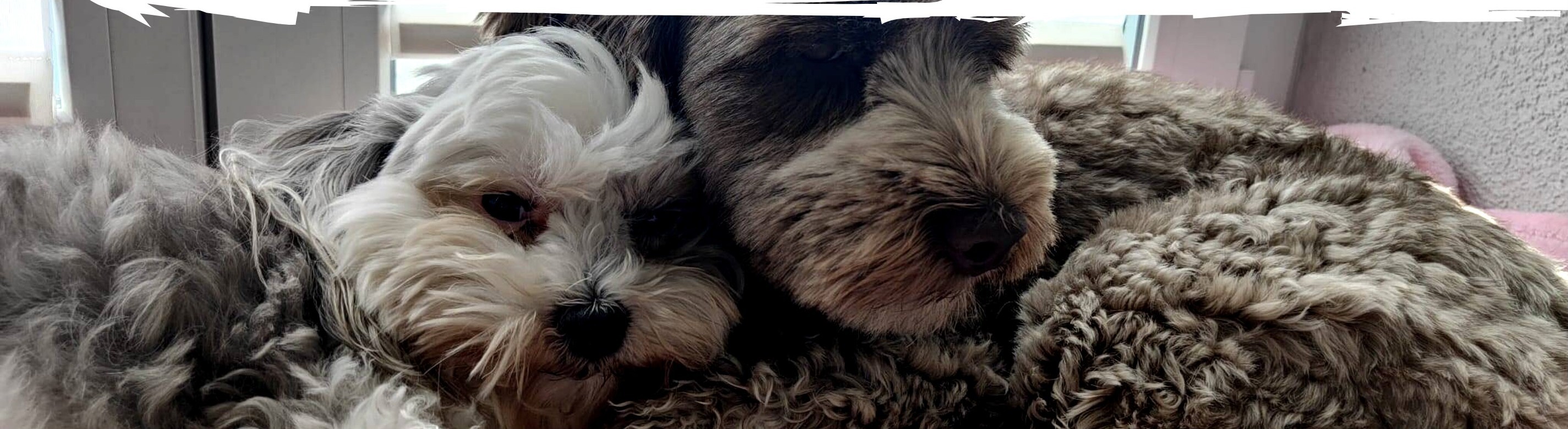 Steffi's Hundehort - Klicken, um das Panorama Bild vergrössert darzustellen