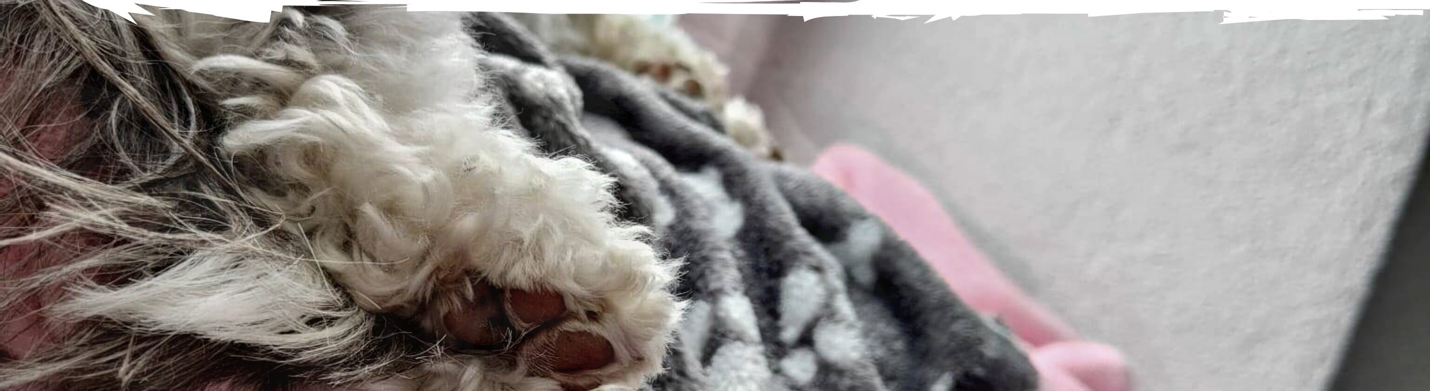 Steffi's Hundehort - Klicken, um das Panorama Bild vergrössert darzustellen