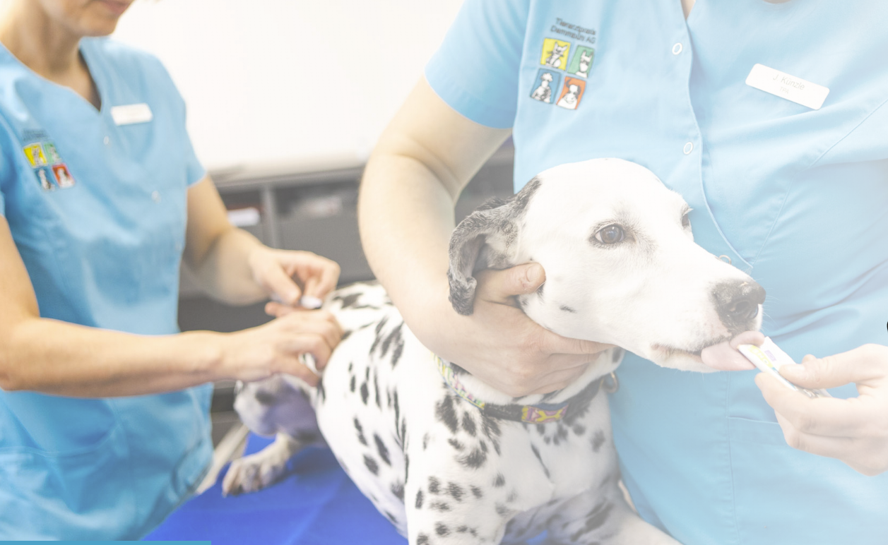 Tierarztpraxis Dammbühl AG