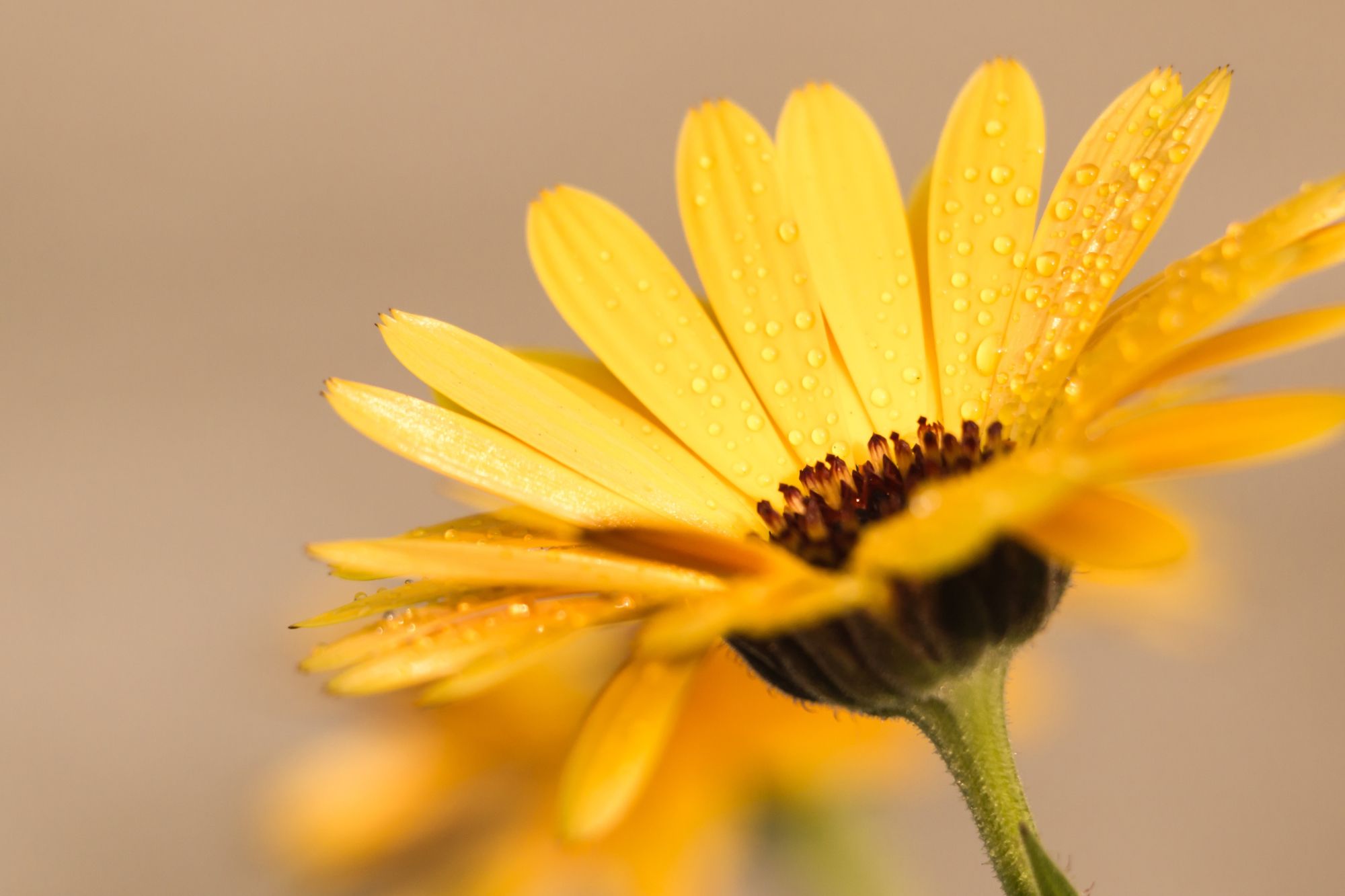 Homöopathie Nägele