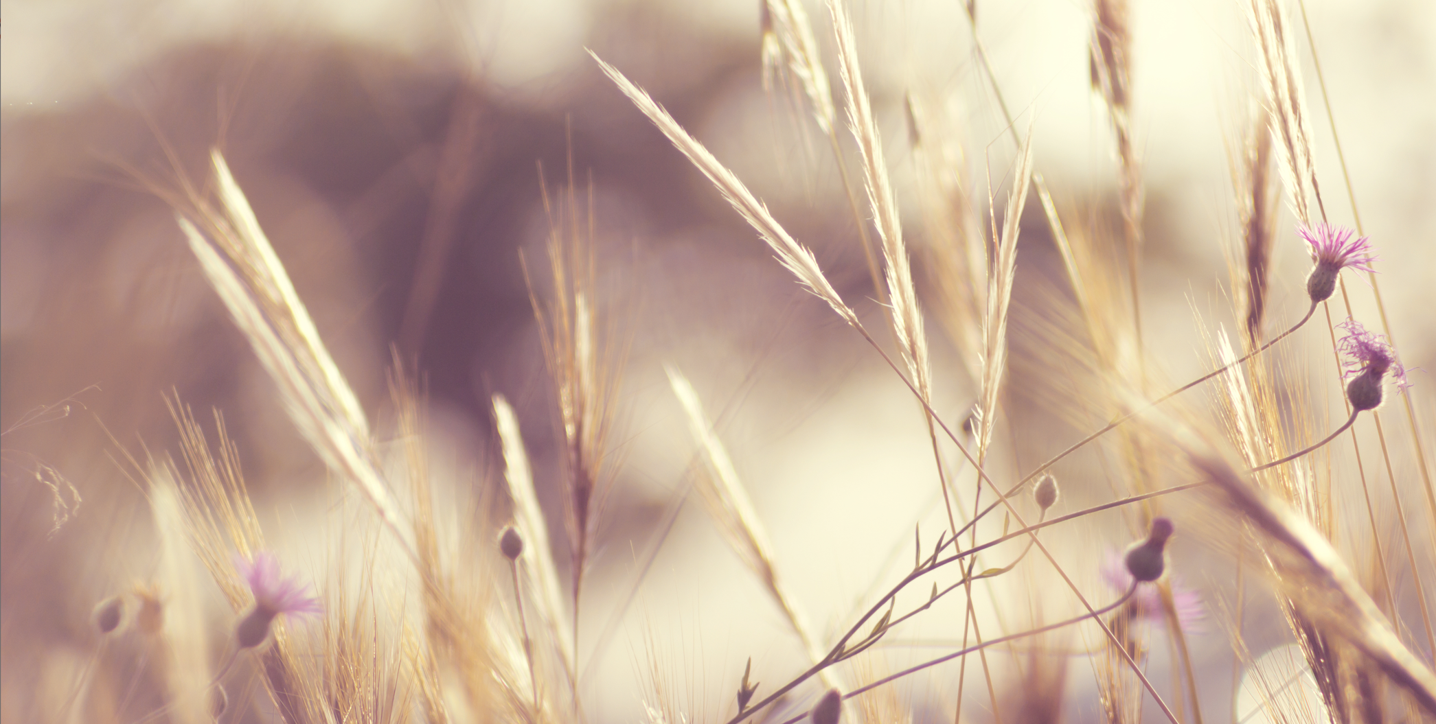 ABAS Bestattungen AG