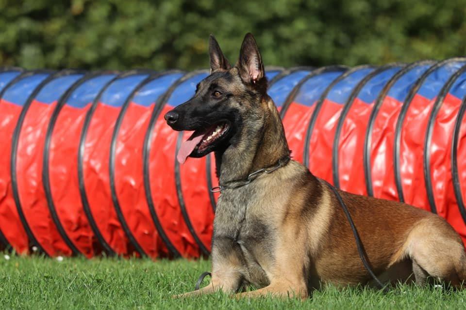 Logo Associazione Cinofila Security Dog School