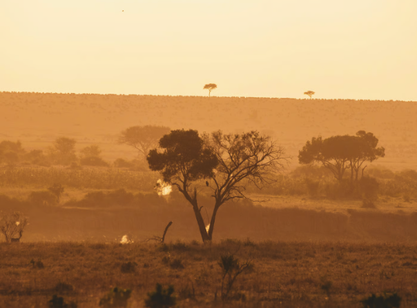 Swiss Horizon Safari GmbH