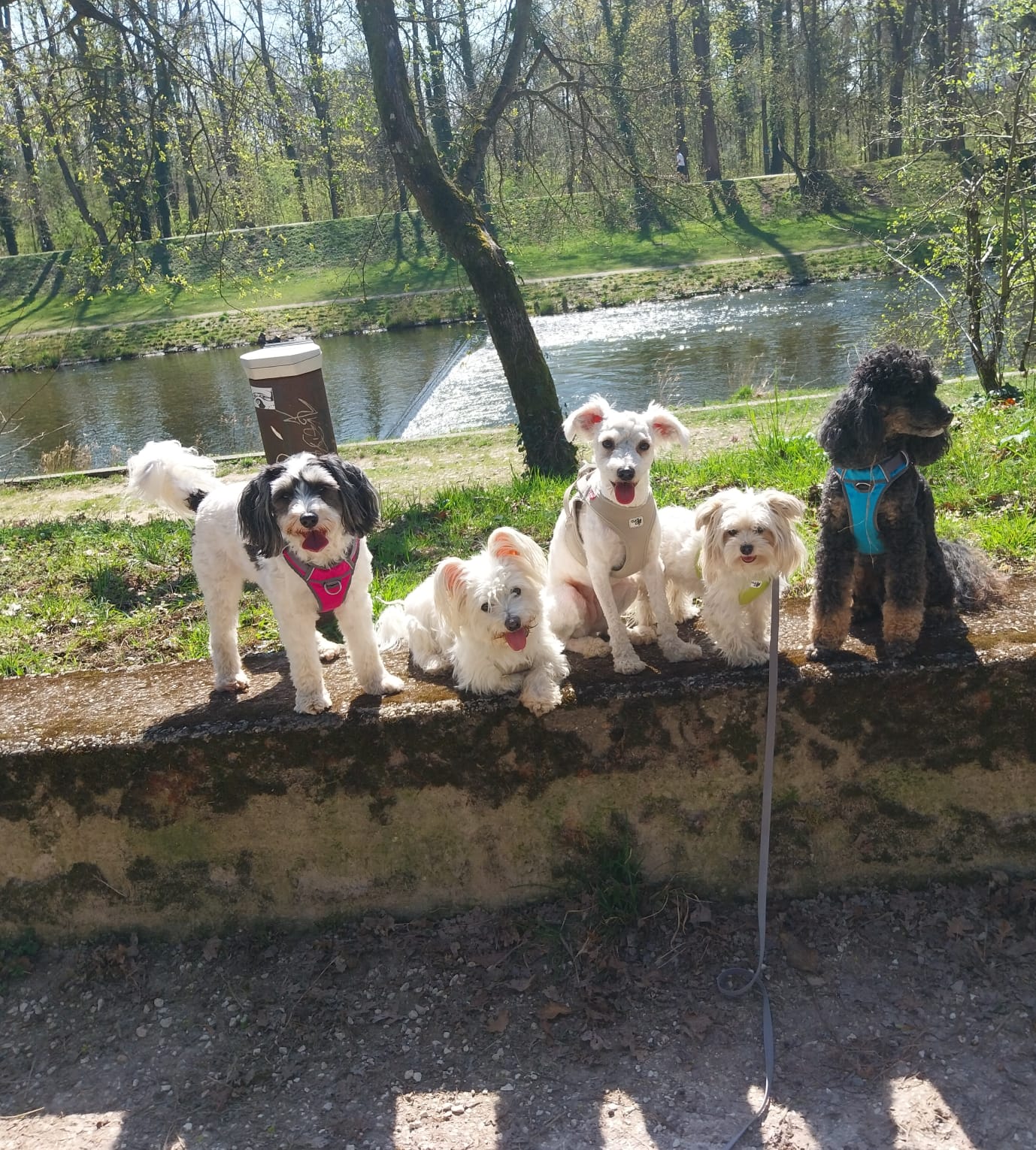 Nadine Zitzer Pfotenteam