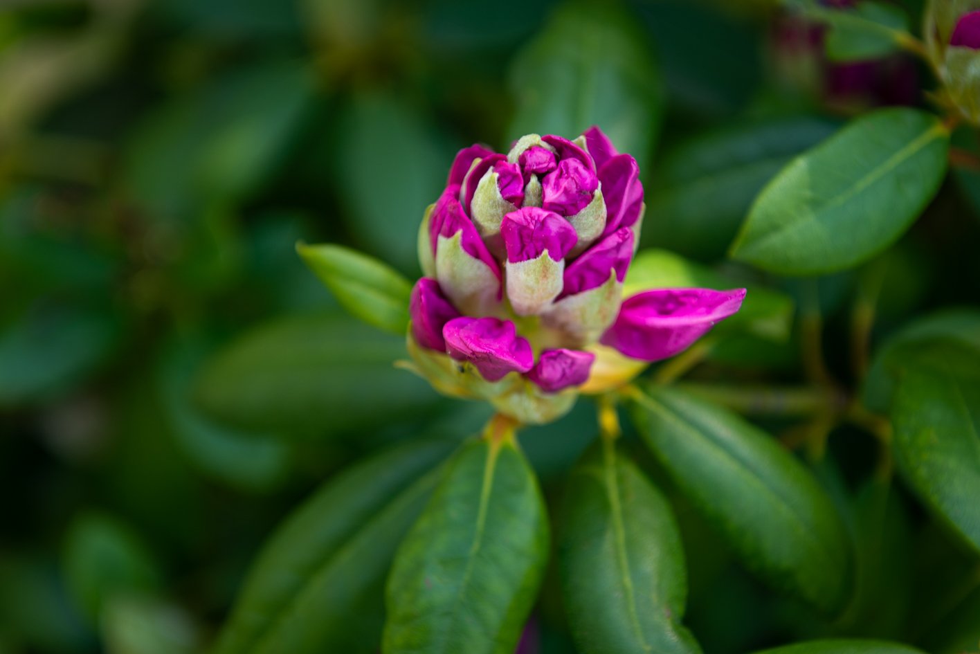 Corinne Daccord - Les Chemins de l'Orée