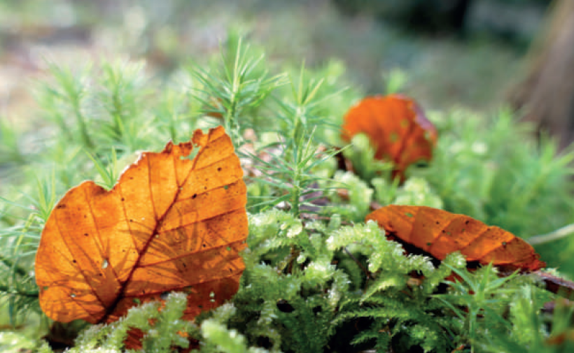 Praxis Bioenergie-Therapie