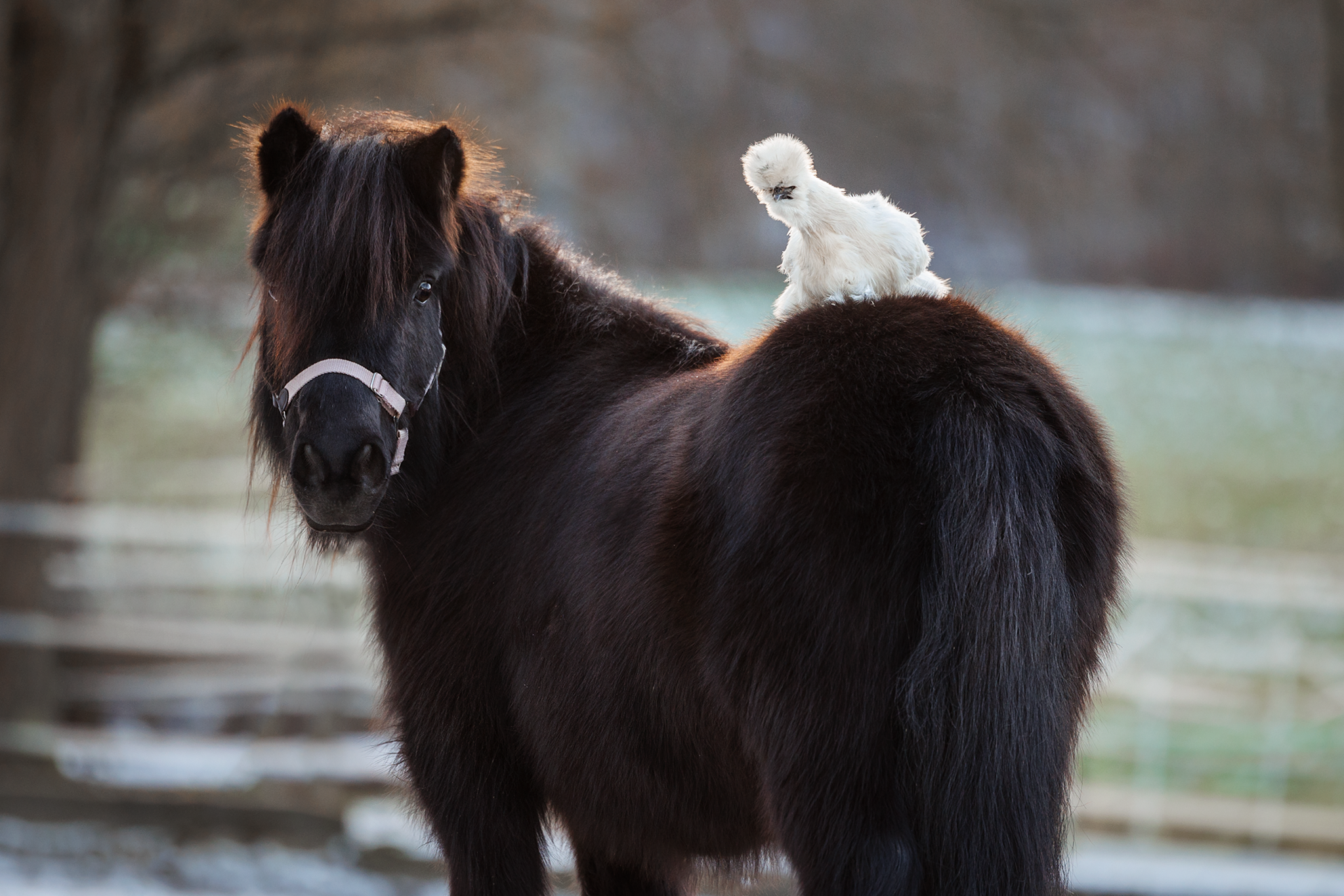 Begegnungshof Limmattal