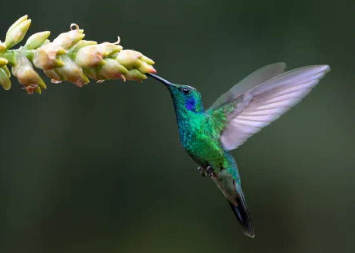 Kolibri Enterprise by Christina Venakis