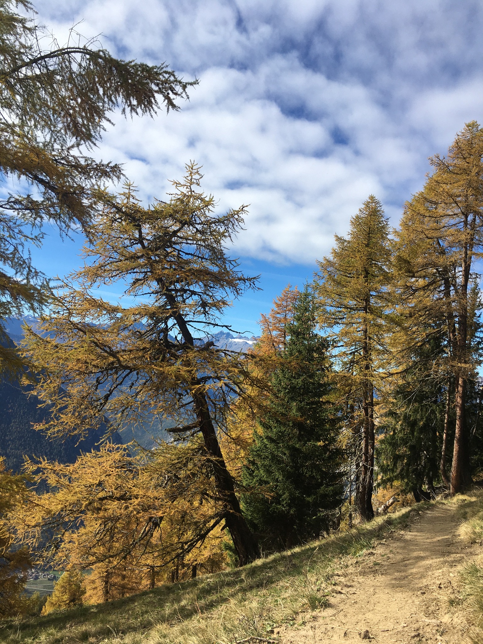 Triage Forestier Combins - Catogne