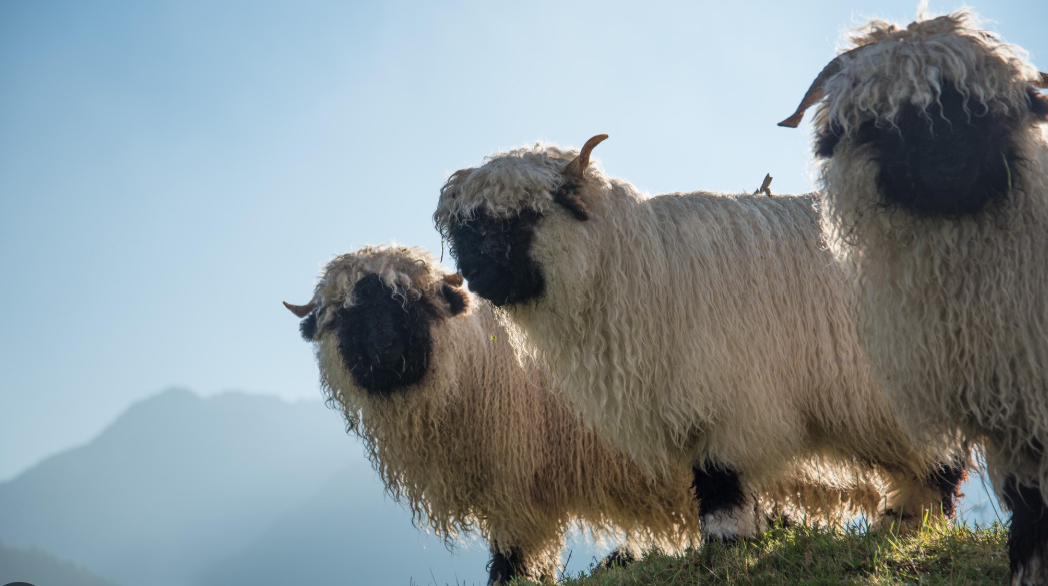 WollReich Haslital GmbH