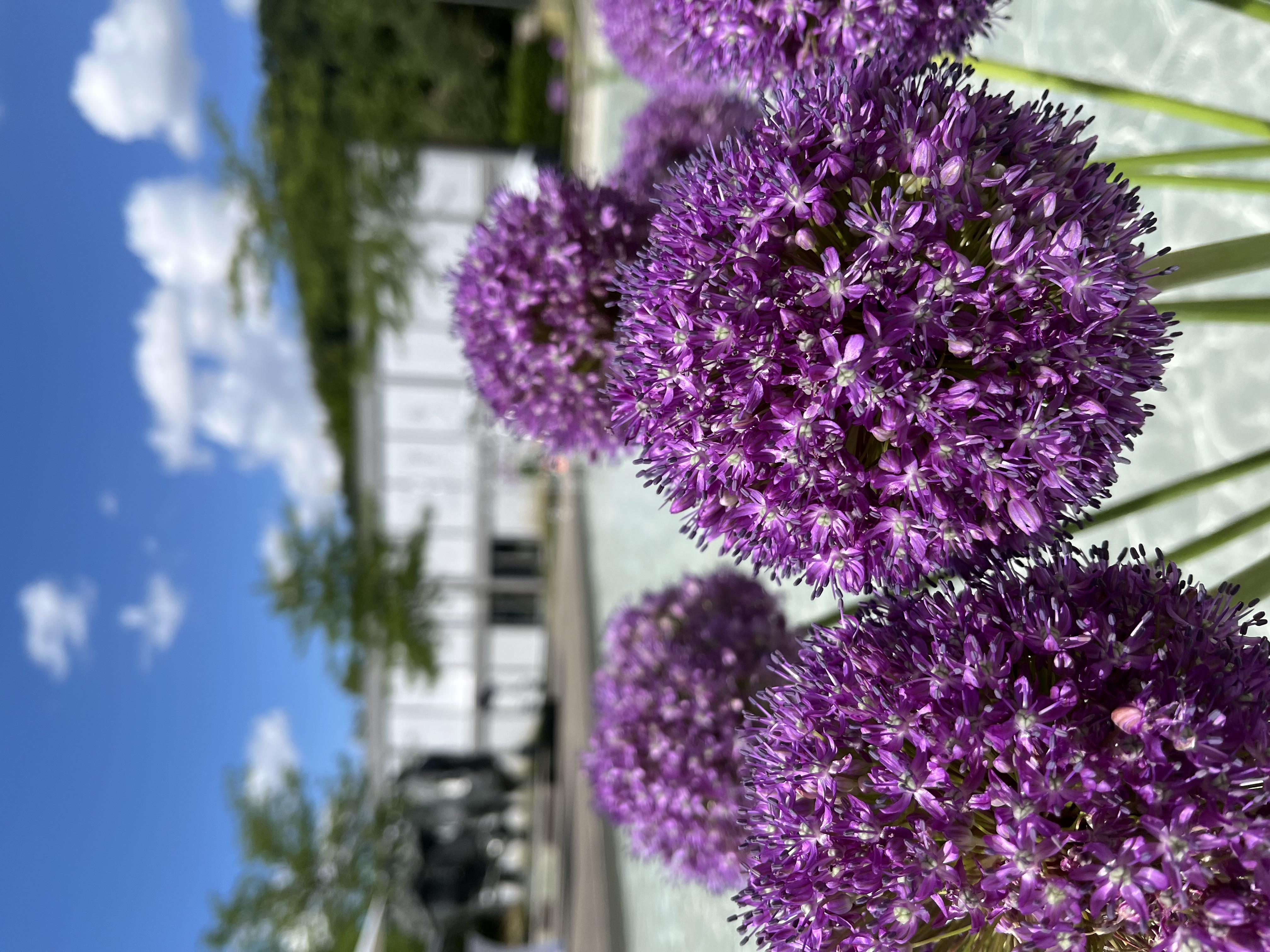 Toscanini GmbH, Blumen & Ambiente – click to enlarge the panorama picture