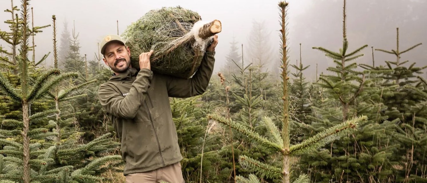 Christbaum selber schneiden