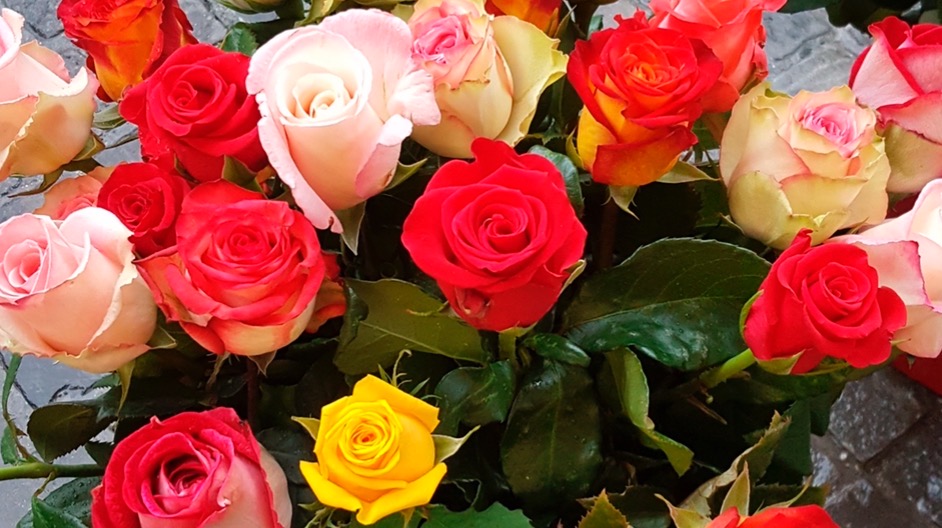 Pfrunder Weggiser Rosen - Klicken, um das Panorama Bild vergrössert darzustellen