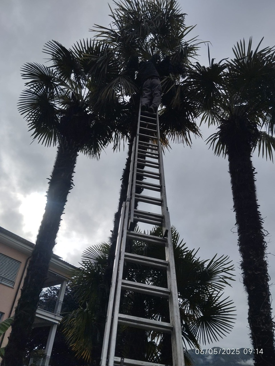 Rosengarten - Rachev logo