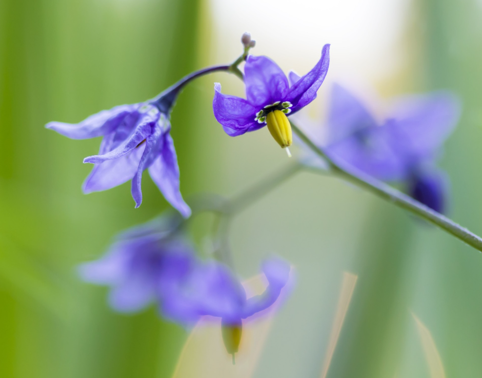 Naturheilpraxis Irène Nabi-Logo